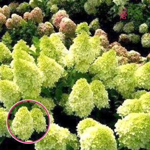 Skarainā Hortenzija - Mojito