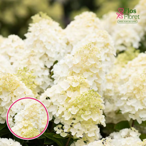 Skarainā Hortenzija - Living Summer Snow