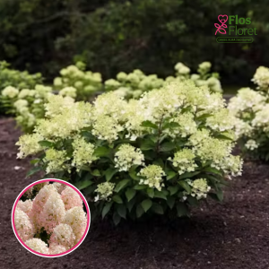 Skarainā Hortenzija - Living Milk & Honey