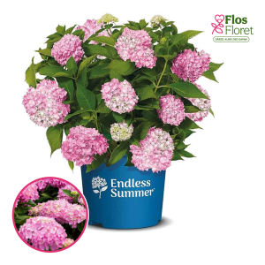 Liellapu hortenzija - Endless Summer The Original® Pink