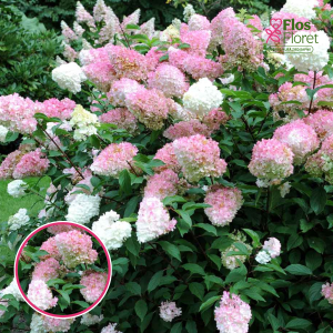 Skarainā Hortenzija - Pink Lady