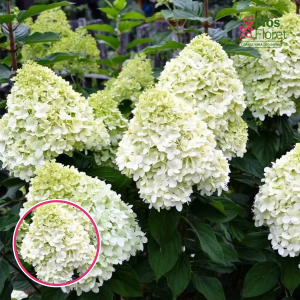 Skarainā Hortenzija - Hercules