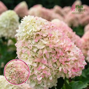 Skarainā Hortenzija - Living Candy Love