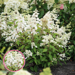 Skarainā Hortenzija - Magical Himalaya 