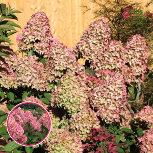 Skarainā Hortenzija - Magical Candle