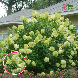 Skarainā Hortenzija - Limelight