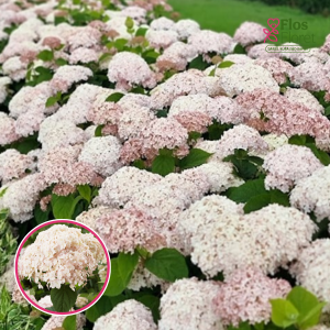 Kokveida Hortenzija -  'Candybelle® Marshmallow'