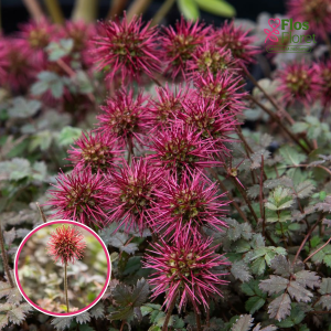 Bezzobu acēna - Kupferteppich