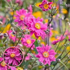 Japānas anemone - Bressingham Glow