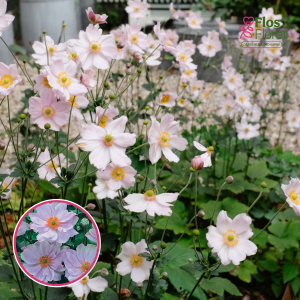 Hibrīdā anemone - Kōnigin Charlotte