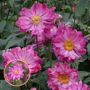Anemone - Prinz Heinrich