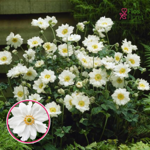 Hibrīdā anemone - Wirlwind