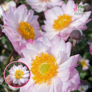 Anemone - Royal Candy