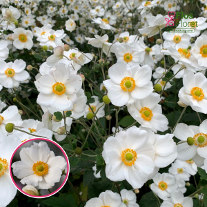 Anemone - Andrea Atkinson