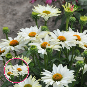 Ehinācija - Ivo's Poem