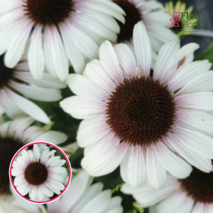 Ehinācija - Unica Cherry On Ice