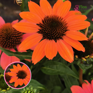 Ehinācija - Papallo Classic Dragon Fruit