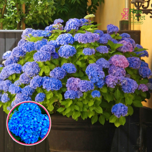Liellapu hortenzija - Nikko Blue