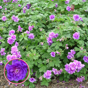 Pļavas gandrene - Plenum Violaceum