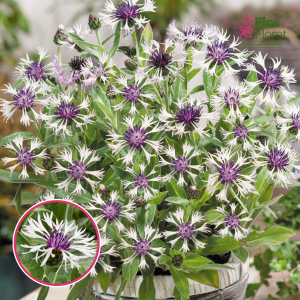 Kalnu dzelzene - Ametyst in Snow