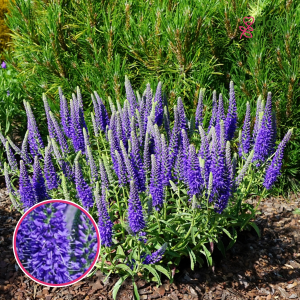 Vārpu veronika - Baby Blue