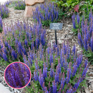 Birztalu salvija - Sensation Compact Deep Blue