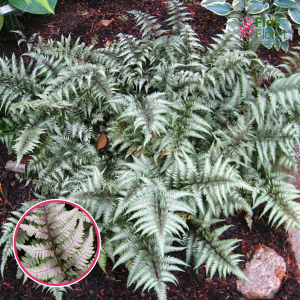 Metāliskā Japānas sievpaparde - Metallicum