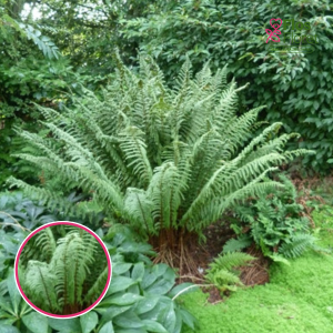 Ozolpaparde radniecīgā