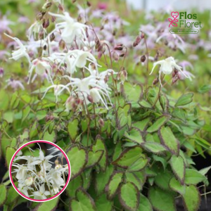 Lielziedu epimēdija - Bandit