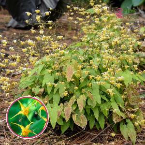 Epimēdija - Amber Queen