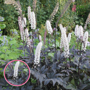 Ķekarainā sudrabsvece - Pink Spike