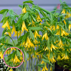 Lielziedu uvulārija