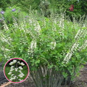 Dienvidu baptīzija - Decadence 'Alba'