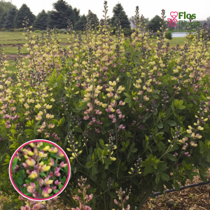 Dienvidu baptīzija - Decadence 'Pink Lemonade'