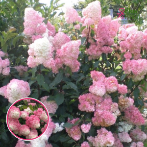 Skarainā Hortenzija -  Vanille Fraise