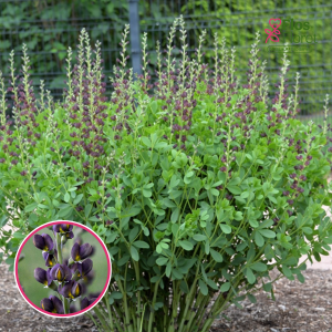 Dienvidu baptīzija - Decadence 'Dark Chocolate'