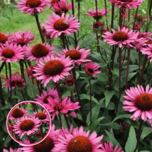 Purpura ehinācija - Fatal Attraction