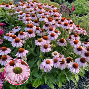 Ehinācija - SunSeekers Blush