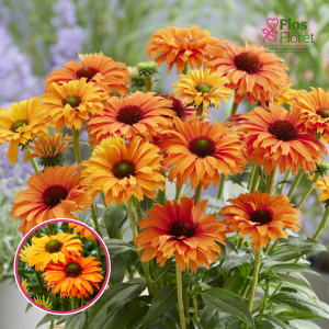 Ehinācija - SunSeekers Mineola