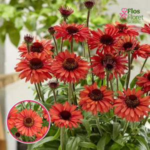 Ehinācija - SunSeekers Orange