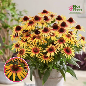 Ehinācija - SunSeekers Tequila Sunrise