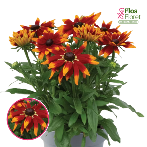 Rudbekija apmatotā - Rudy Fire