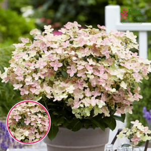 Skarainā Hortenzija - Polestar 