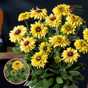 Rudbekija apmatotā - Rudy Double Yellow Lemon