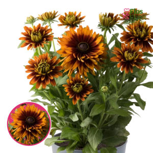 Rudbekija apmatotā - Rudy Double Orange
