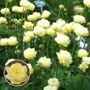 Ķīnas saulpurene - Cheddar