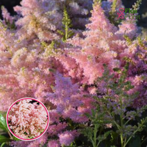 Ārendsa astilbe - Lovely Day