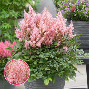 Astilbe - Look at Me