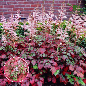 Astilbe - Color Flash