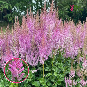 Ķīnas astilbe - Black Pearls